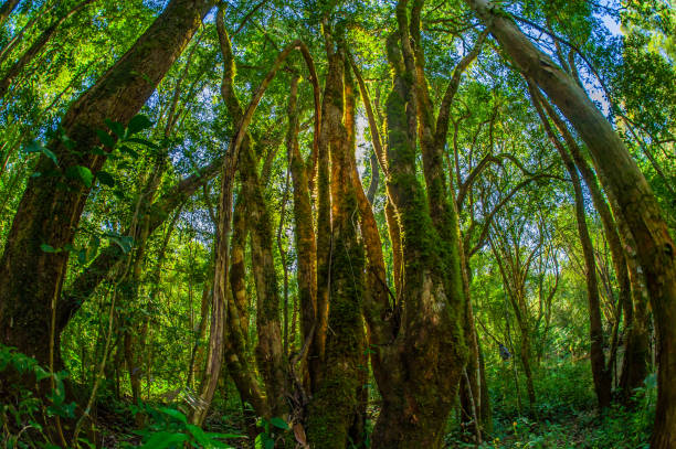 istock Rainforest in Brazil, nature and environment. 1316331603