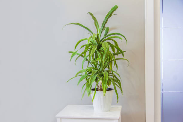 istock flower Yucca in a white pot 1316331611