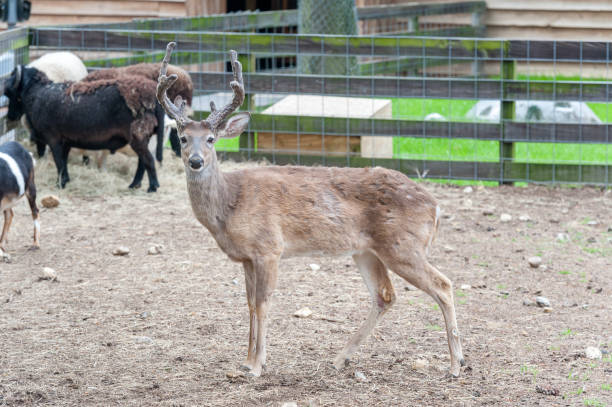 istock Hind Female Animal. Sheep in background 1316332454