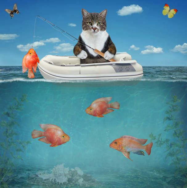 istock Cat colored caught gold fish from rubber boat 1316332522