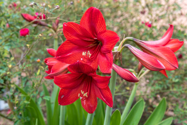 istock Beautiful Blooming Red Amaryllis Flower in Park 1316332601