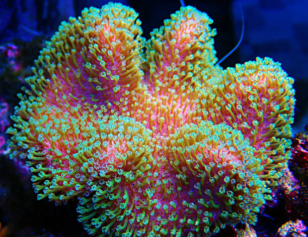 istock Sarcophyton soft coral with green polyps - Sarcophyton ehrenbergi 1316333098