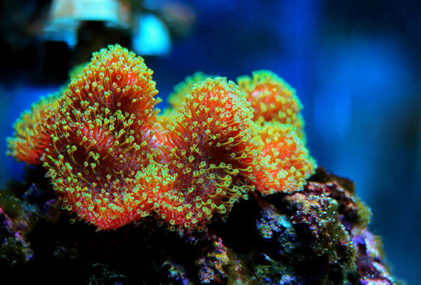 istock Sarcophyton soft coral with green polyps - Sarcophyton ehrenbergi 1316333105