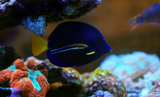 istock Bluestreak cleaner wrasse - Labroides dimidiatus 1316334415