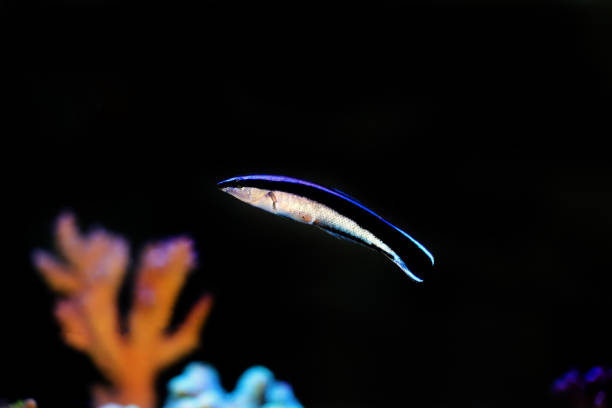 bluestreak reiniger wrasse - labroides dimidiatus - fish parasite stock-fotos und bilder