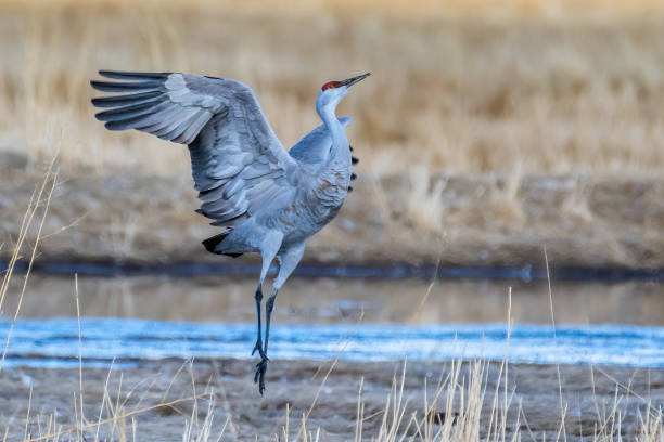 istock Sandhill crane mating, dancing, jumping, prancing at wildlife reserve 1316335322