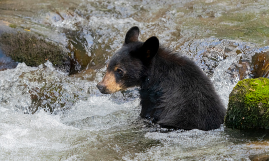 Bear, Grizzly Bear in Water, The Bear is a Fierce Animal, The Bear is Wildlife
