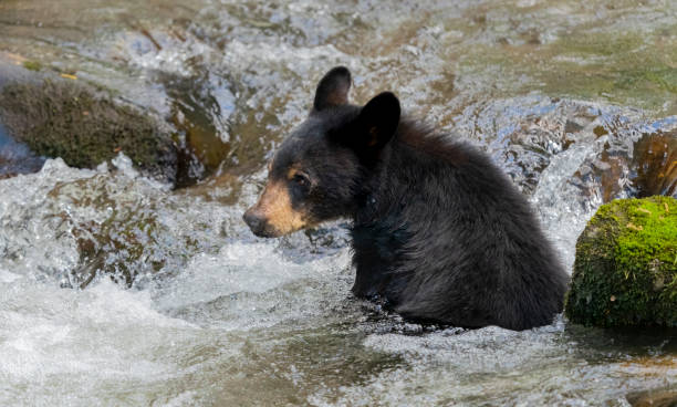 black bear cub sitting a mountain stream - ankle deep in water imagens e fotografias de stock