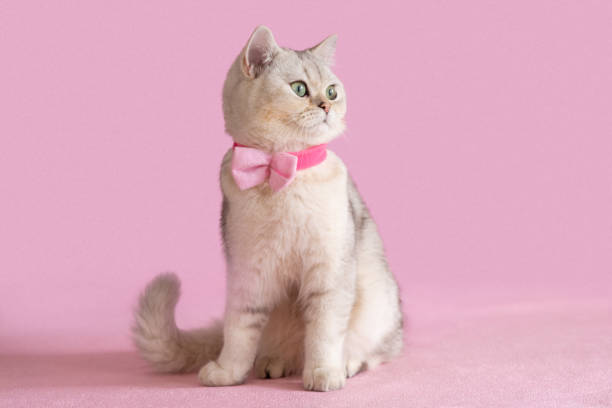 istock Beautiful white British cat in a pink bow tie, sits on a pink background, looks sideways 1316336329