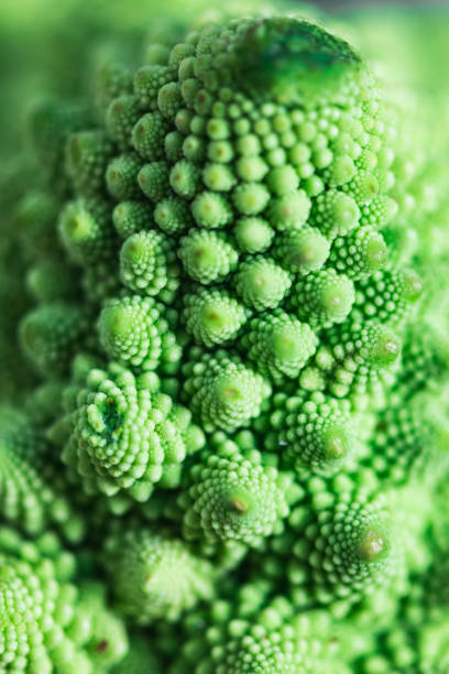 Detail of vegetable romanescu broccoli texture pattern. Healthy food concept. Detail of vegetable romanescu broccoli texture pattern. Healthy food concept. fractal plant cabbage textured stock pictures, royalty-free photos & images