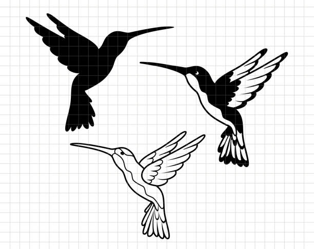 ilustraciones, imágenes clip art, dibujos animados e iconos de stock de diseño de colibrí. ilustración plana vectorial de silueta de pájaro. archivo de corte. adecuado para software de corte. cricut, silueta - colibrí