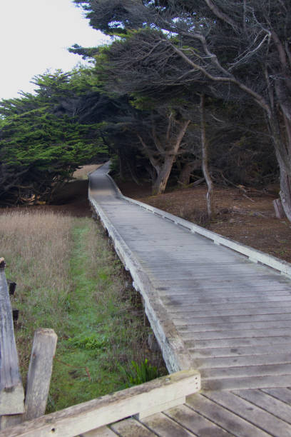 istock raised wooden path leading to trees 1316341570
