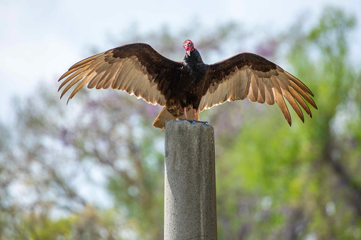 Turkey vulture perched a top a stone obelisk in Wilmington, NC