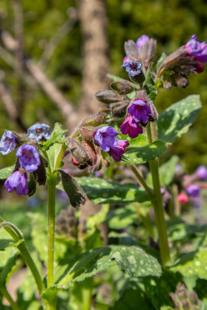 istock Pulmonaria officinalis Jerusalem-sage or blue lungwort 1316344071