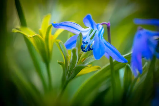 Scilla flower and spring onion flower in a artsy image with bokeh background