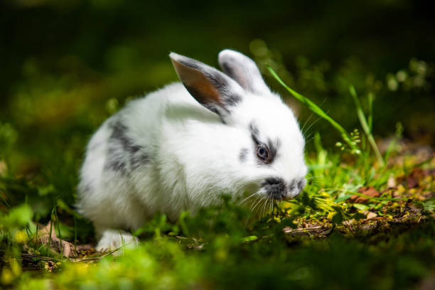istock Cute little white bunny rabbit on the grass meadow eating 1316345616