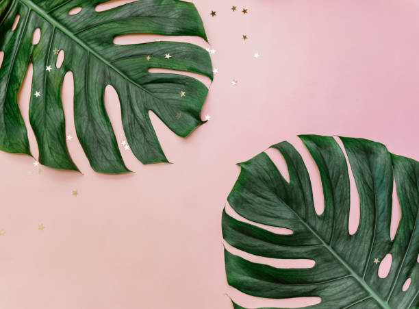 istock Flat lay monstera leaf on pink background. Minimal blogger trendy concept. Top view, flat lay 1316345666