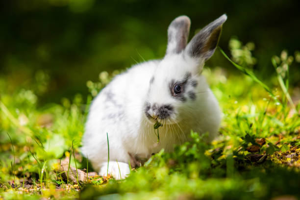 istock Cute little white bunny rabbit on the grass meadow eating 1316345696