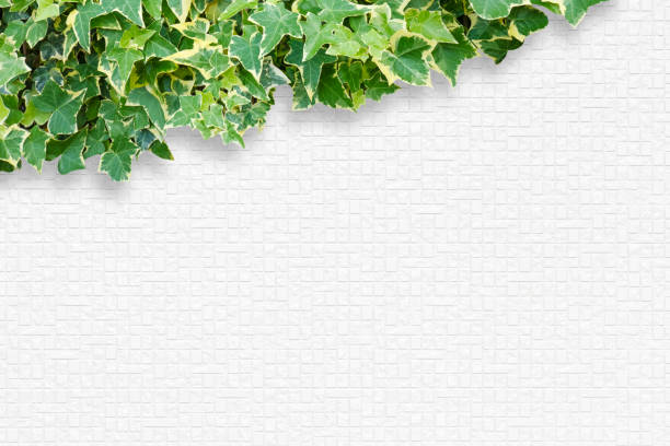 Ivy and decorative white walls. Composite photograph.
