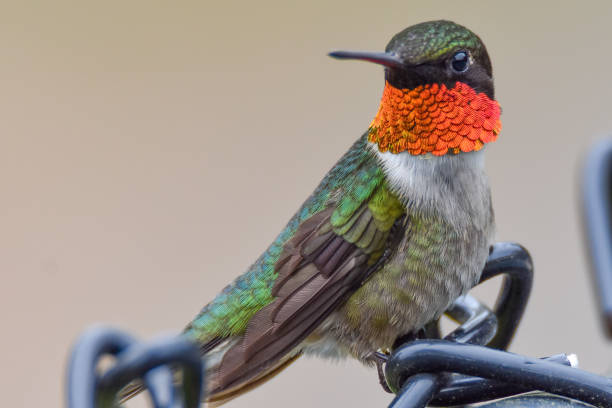 male ruby throated hummingbird - throated imagens e fotografias de stock