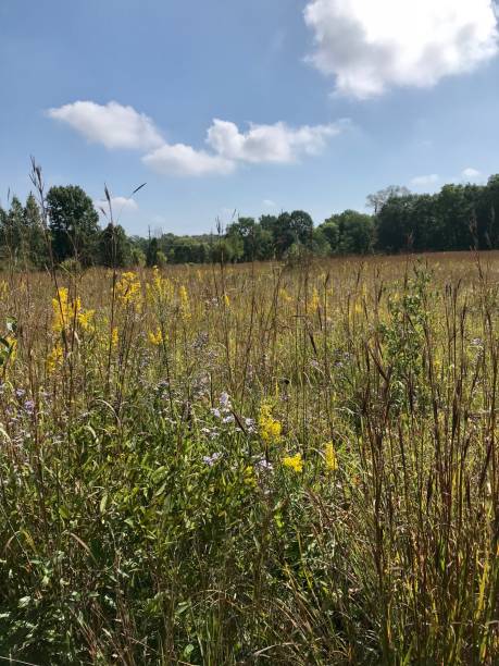 istock Field of Wild Flowers 1316348056
