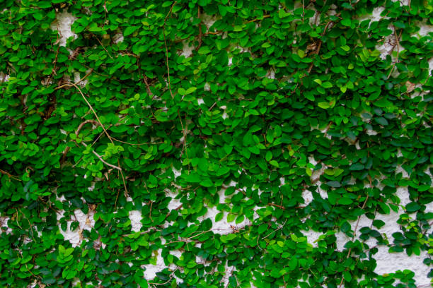 istock green leaves on a wall 1316348890