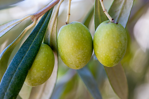 Horizontal closeup of green olives and leaves growing on the branch of an organic olive tree