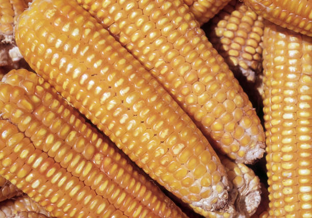 Sweet corn ears seen from above, Venezuela