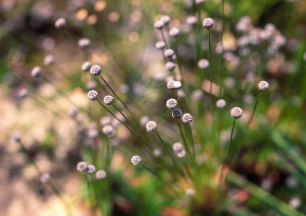 istock White grass flowers outdoors 1316350460