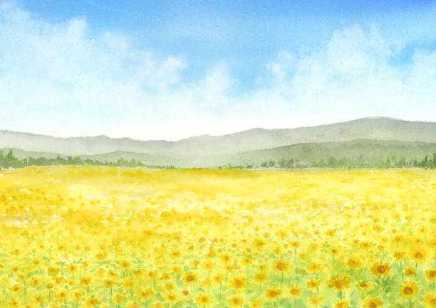 aquarell-illustration von sonnenblumenfeldern - sunflower field scenics landscape stock-grafiken, -clipart, -cartoons und -symbole