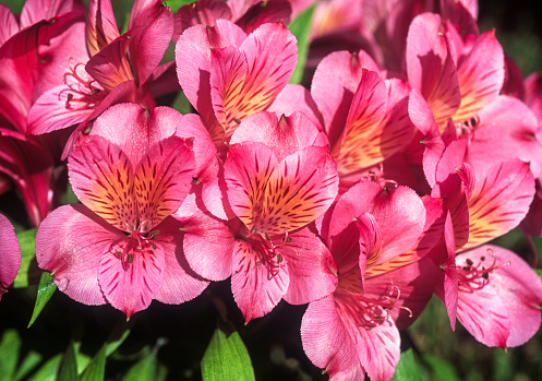 Columbine flowers