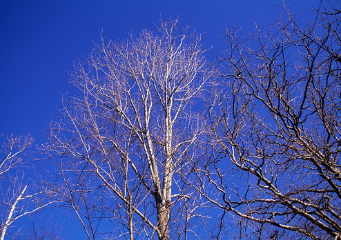 Tree and blue sky