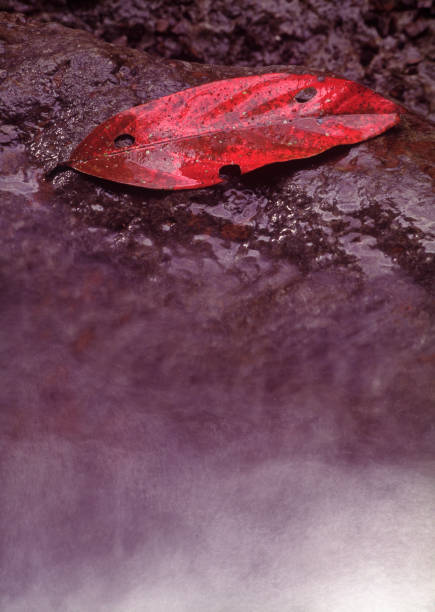 강으로 젖은 바위에 빨간 잎 - 11915 뉴스 사진 이미지