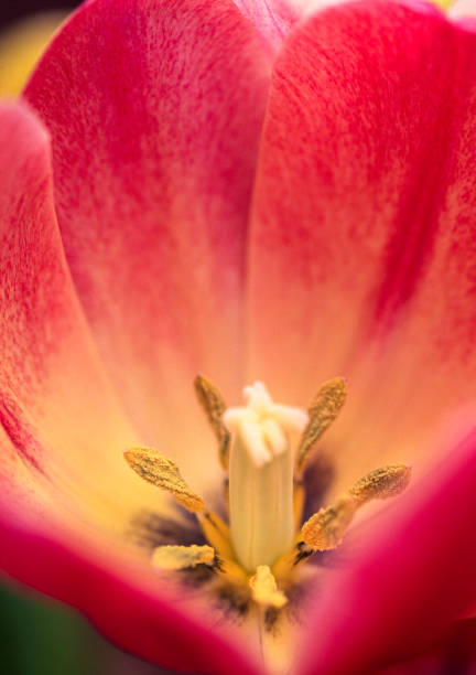 Close-up of tulip flower