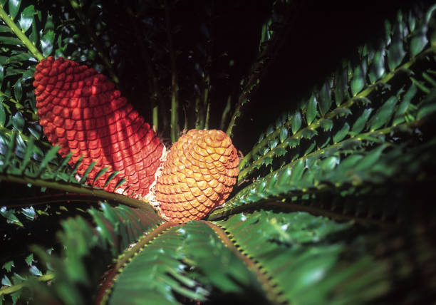 Close-up of fruit on Cycad plant, Miami, Florida, USA
