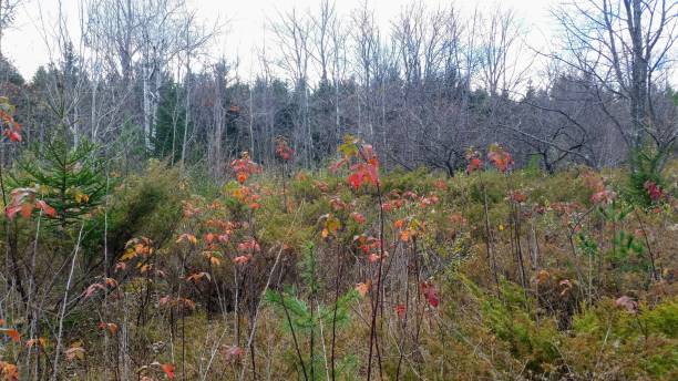 istock Fall Meadow in Door County, WI 1316351175