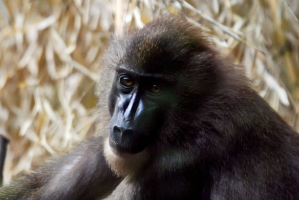 istock Drill. Picture made in 2009. Captive animal. 1316351742