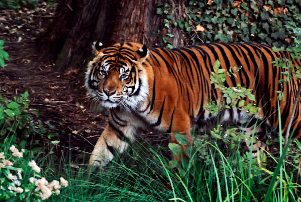 sumatran tiger. bild gjord 2009. infångade djur. - sumatratiger bildbanksfoton och bilder