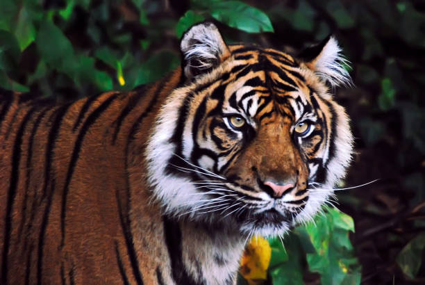 istock Sumatran tiger. Picture made in 2009. Captive animal. 1316351751
