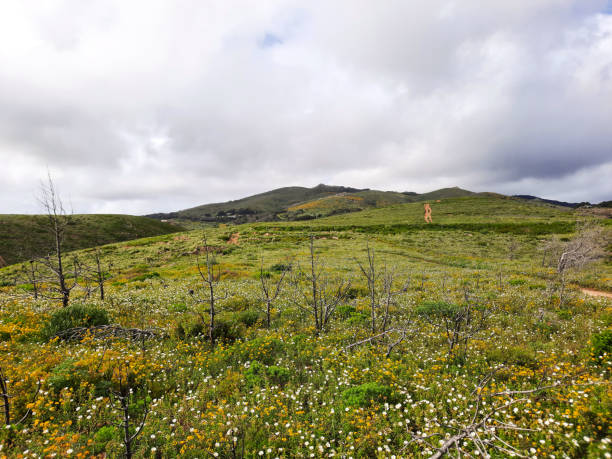 istock Wild Flowers on a Meadow, Scorched Old Pine Trees, Dramatic Sky 1316354243