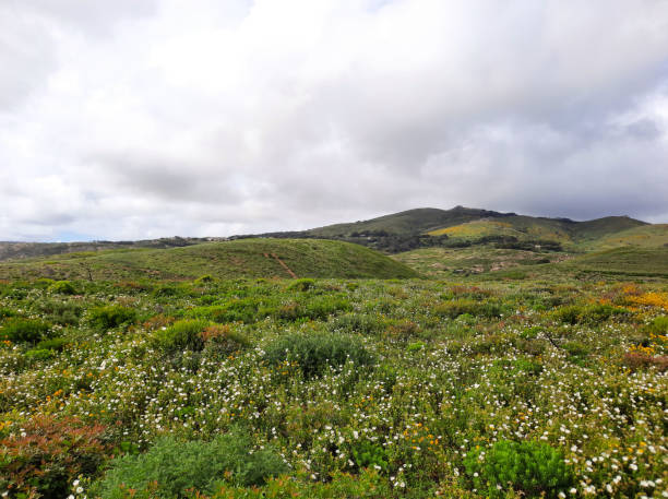istock Blooming Meadow, Scenic Nature, Dramatic Sky 1316354253