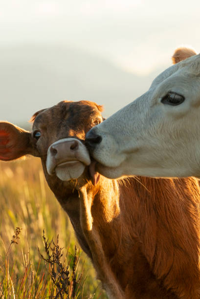 istock Animal care and loving 1316357168
