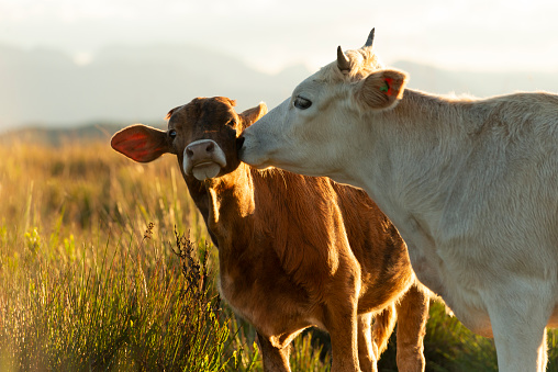 Image of cattle affection and a stunning sunset
