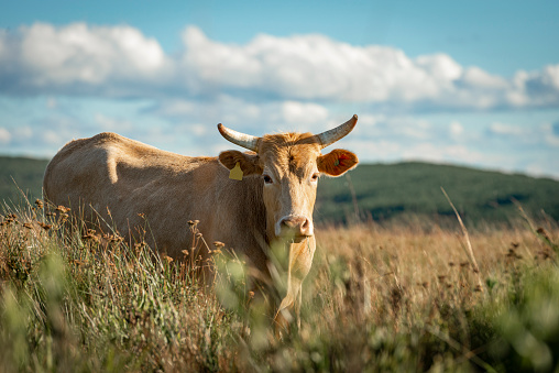 Portrait of a bull on a field of fresh grass