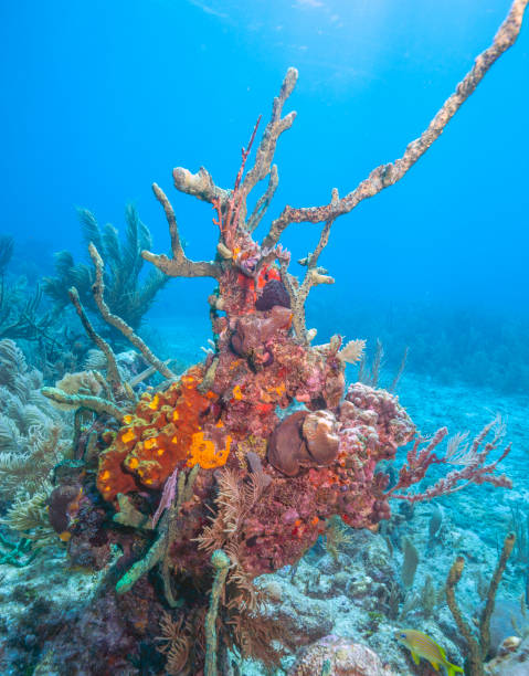 istock Caribbean coral garden 1316357263