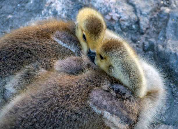 istock Canadian Goose in Central Park 1316357285