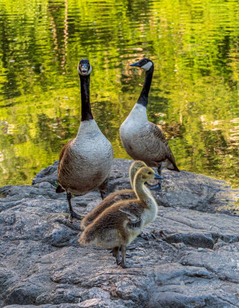 istock Canadian Goose in Central Park 1316357343