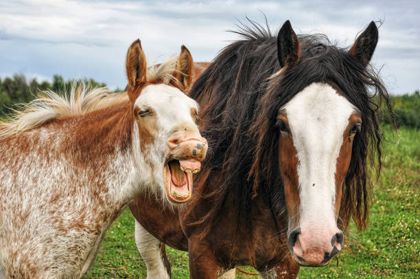 cavalo jovem fazendo uma cara engraçada - meme - fotografias e filmes do acervo