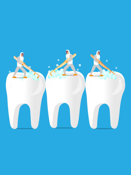 ilustrações de stock, clip art, desenhos animados e ícones de brushing teeth - human teeth defending dental equipment brushing