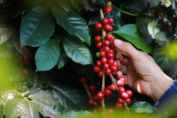 Photo of organic arabica Ripe coffee berries  on branch.harvesting Robusta and arabica  coffee berries by agriculturist hands,Worker Harvest arabica coffee berries on its branch, harvest concep